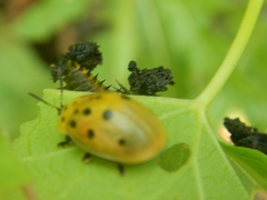 Chelymorpha cassidea