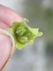Mirabilis hirsuta