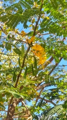 Caesalpinia pulcherrima flava