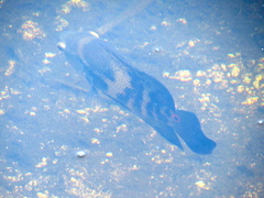 Astronotus ocellatus