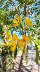 Caesalpinia pulcherrima flava