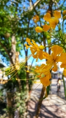 Caesalpinia pulcherrima flava