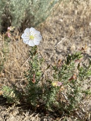 Oenothera coronopifolia