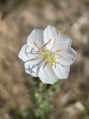 Oenothera coronopifolia