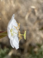 Oenothera coronopifolia