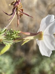Oenothera coronopifolia