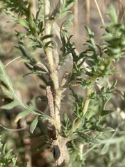 Oenothera coronopifolia