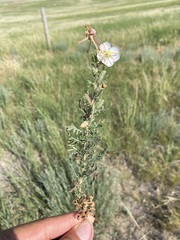 Oenothera coronopifolia