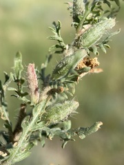 Oenothera coronopifolia