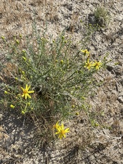 Senecio riddellii