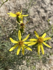 Senecio riddellii