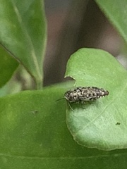 Agrilus occipitalis