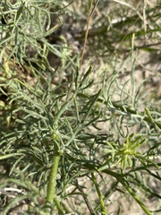 Senecio riddellii
