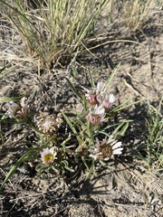 Townsendia grandiflora