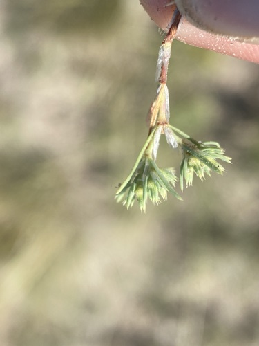 Image of Paronychia depressa by (c) Matt Berger, some rights reserved (CC BY)