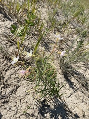 Oenothera nuttallii