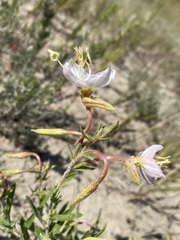 Oenothera nuttallii