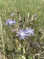 Lactuca pulchella