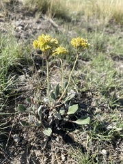 Eriogonum flavum