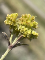 Eriogonum flavum