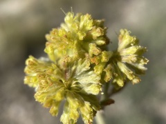 Eriogonum flavum