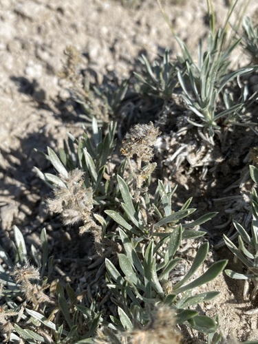 Image of Oreocarya cana by (c) Matt Berger, some rights reserved (CC BY)