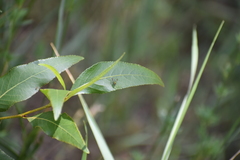 Condylostylus patibulatus