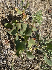 Rumex venosus
