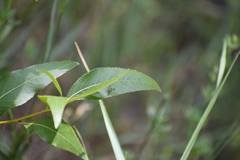 Condylostylus patibulatus