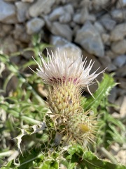 Cirsium