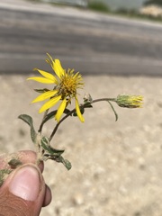 Asteraceae
