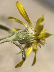 Asteraceae