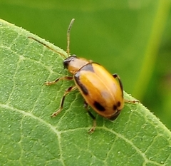 Cerotoma