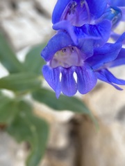 Penstemon