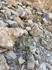 Musineon tenuifolium