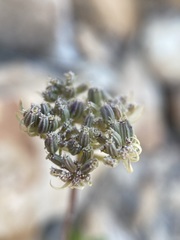 Musineon tenuifolium
