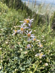Asteraceae