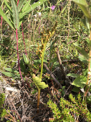 Botrychium alaskense