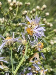 Asteraceae