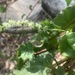 photo of Mignonette Vine (Anredera cordifolia)
