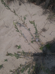 Oenothera humifusa