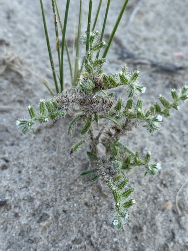 Image of Cryptantha kelseyana by (c) Matt Berger, some rights reserved (CC BY)