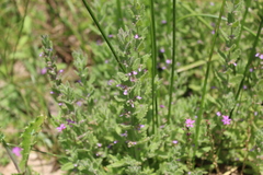 Teucrium scordium