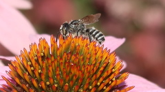 Megachile pugnata