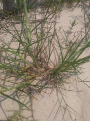 Cenchrus tribuloides