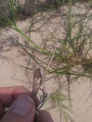 Cenchrus tribuloides