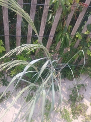 Panicum amarum amarulum