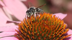 Megachile pugnata