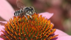 Megachile pugnata