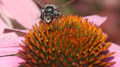 Megachile pugnata